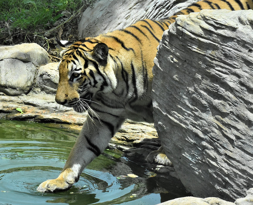 Ridiyagama Safari Tales