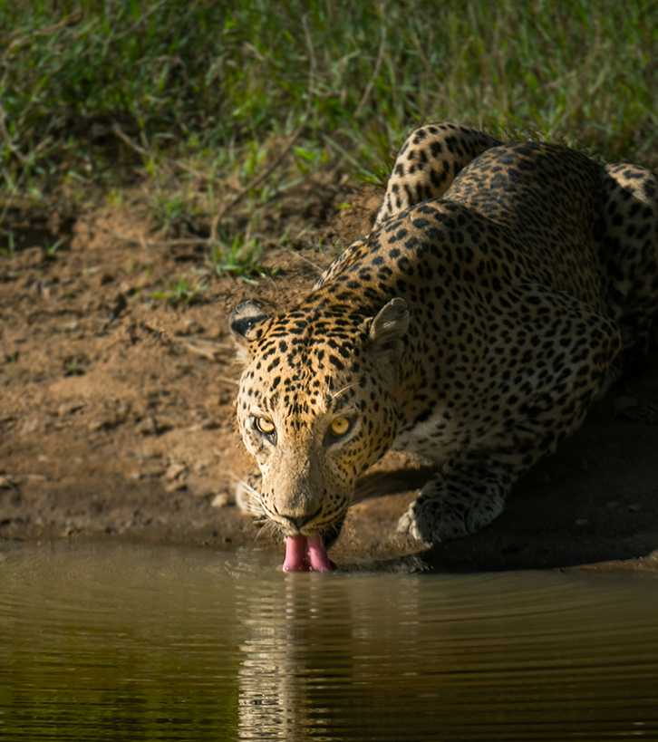 Zen Tranquillity Abound